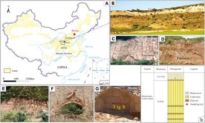 Effect of fracture distribution on the triaxial shear behavior of loess